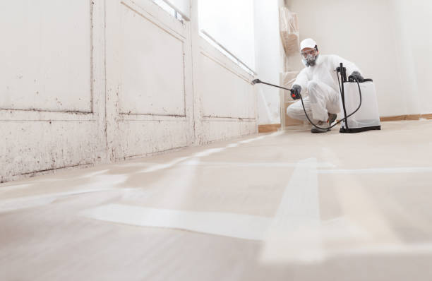 Black mold remediation team in South Orange