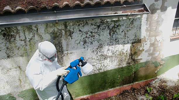 Mold Removal service in South Orange